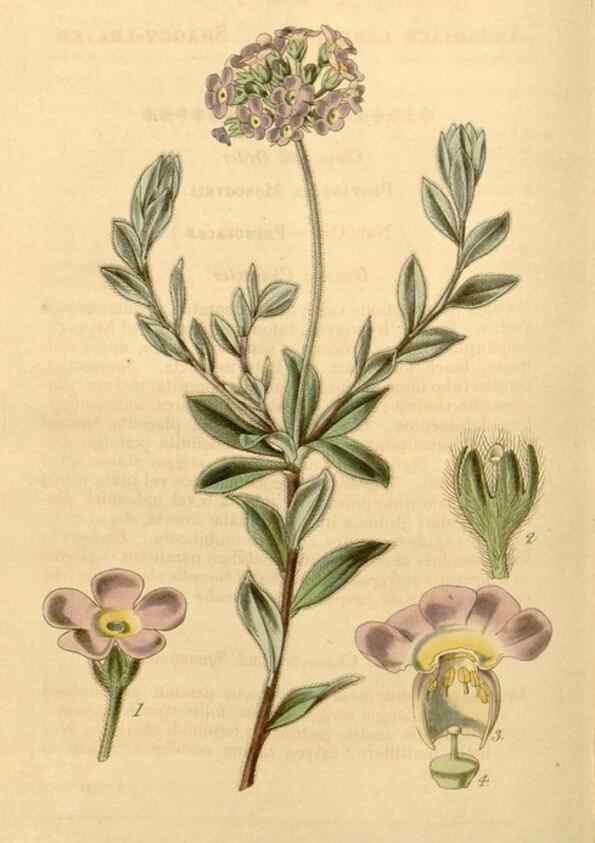 Reproducción/Reproduction 35084721222: Curtis's botanical magazine.. London ; New York [etc.] :Academic Press [etc.]
