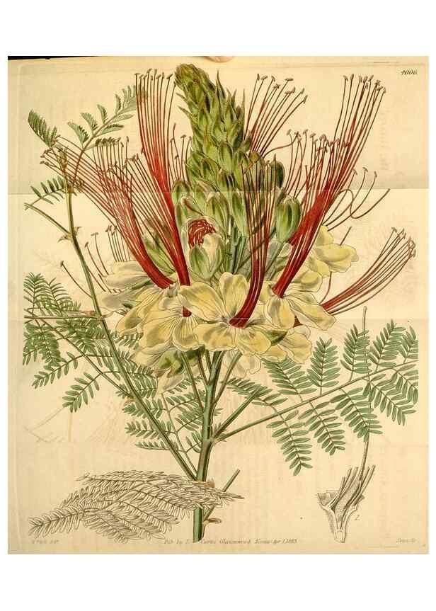 Reproducción/Reproduction 35084723682: Curtis's botanical magazine.. London ; New York [etc.] :Academic Press [etc.]