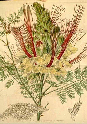 Reproducción/Reproduction 35084723682: Curtis's botanical magazine.. London ; New York [etc.] :Academic Press [etc.]