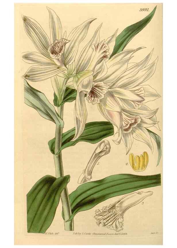 Reproducción/Reproduction 34863004260: Curtis's botanical magazine.. London ; New York [etc.] :Academic Press [etc.]