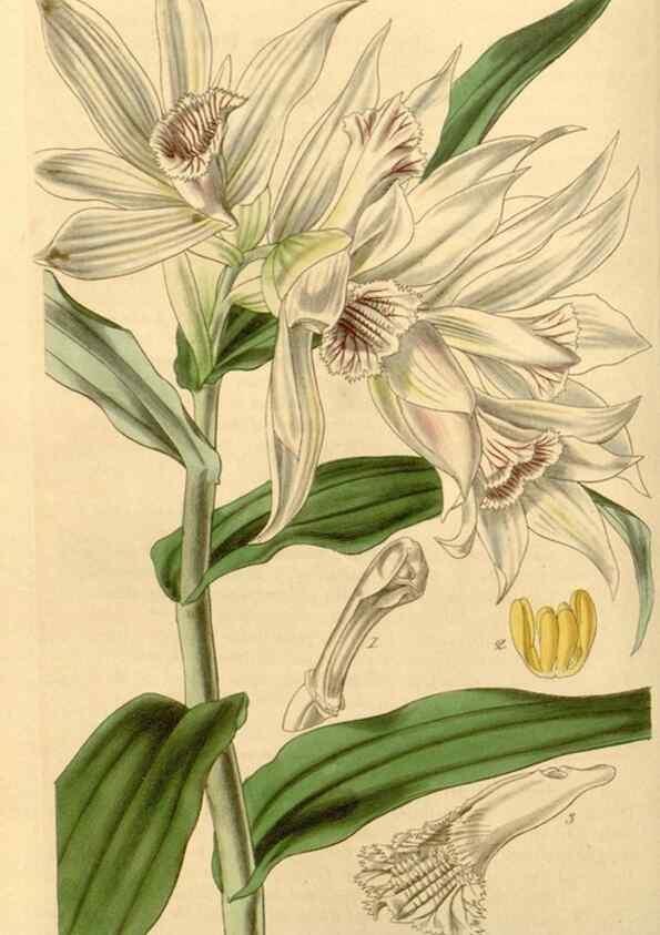 Reproducción/Reproduction 34863004260: Curtis's botanical magazine.. London ; New York [etc.] :Academic Press [etc.]