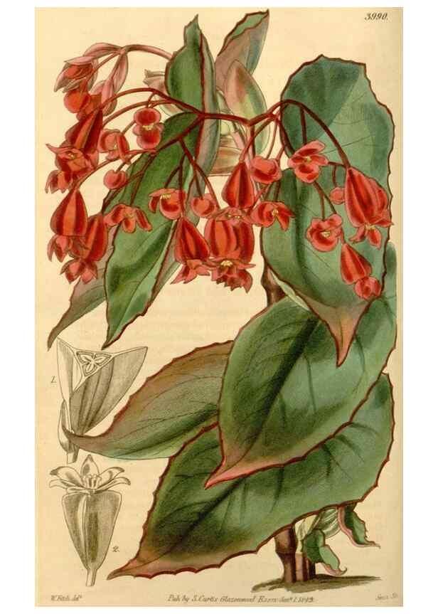 Reproducción/Reproduction 34863000330: Curtis's botanical magazine.. London ; New York [etc.] :Academic Press [etc.]