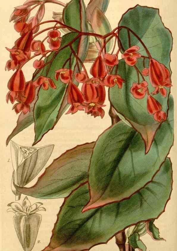 Reproducción/Reproduction 34863000330: Curtis's botanical magazine.. London ; New York [etc.] :Academic Press [etc.]