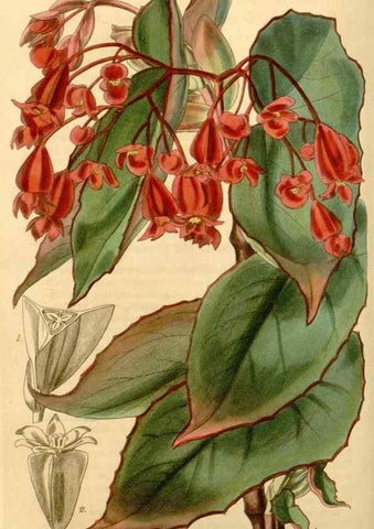 Reproducción/Reproduction 34863000330: Curtis's botanical magazine.. London ; New York [etc.] :Academic Press [etc.]