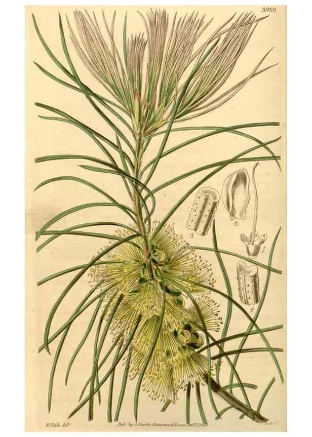 Reproducción/Reproduction 34862997380: Curtis's botanical magazine.. London ; New York [etc.] :Academic Press [etc.]