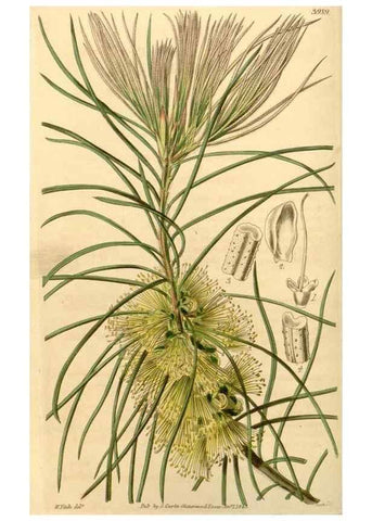 Reproducción/Reproduction 34862997380: Curtis's botanical magazine.. London ; New York [etc.] :Academic Press [etc.]