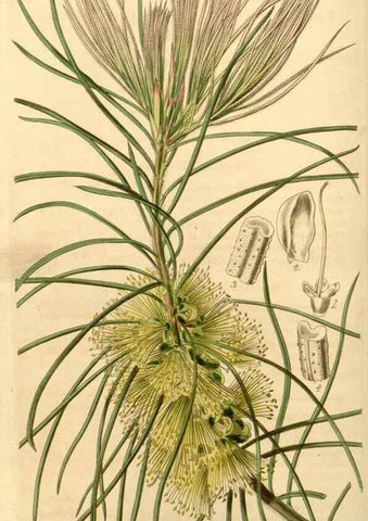 Reproducción/Reproduction 34862997380: Curtis's botanical magazine.. London ; New York [etc.] :Academic Press [etc.]