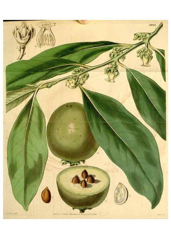 Reproducción/Reproduction 34862994500: Curtis's botanical magazine.. London ; New York [etc.] :Academic Press [etc.]