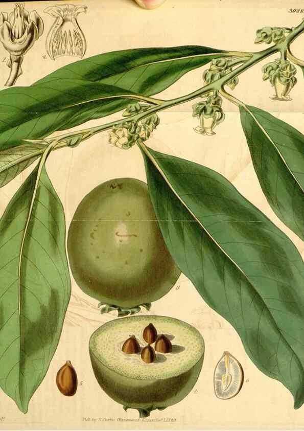 Reproducción/Reproduction 34862994500: Curtis's botanical magazine.. London ; New York [etc.] :Academic Press [etc.]
