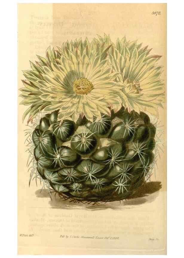 Reproducción/Reproduction 35120254601: Curtis's botanical magazine.. London ; New York [etc.] :Academic Press [etc.]