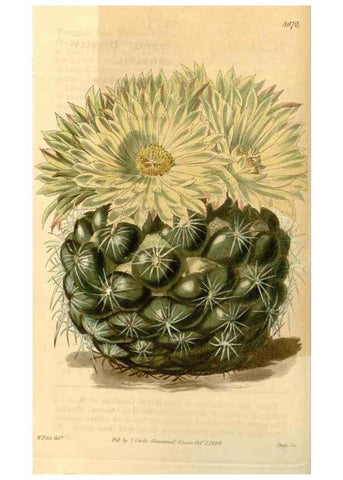 Reproducción/Reproduction 35120254601: Curtis's botanical magazine.. London ; New York [etc.] :Academic Press [etc.]