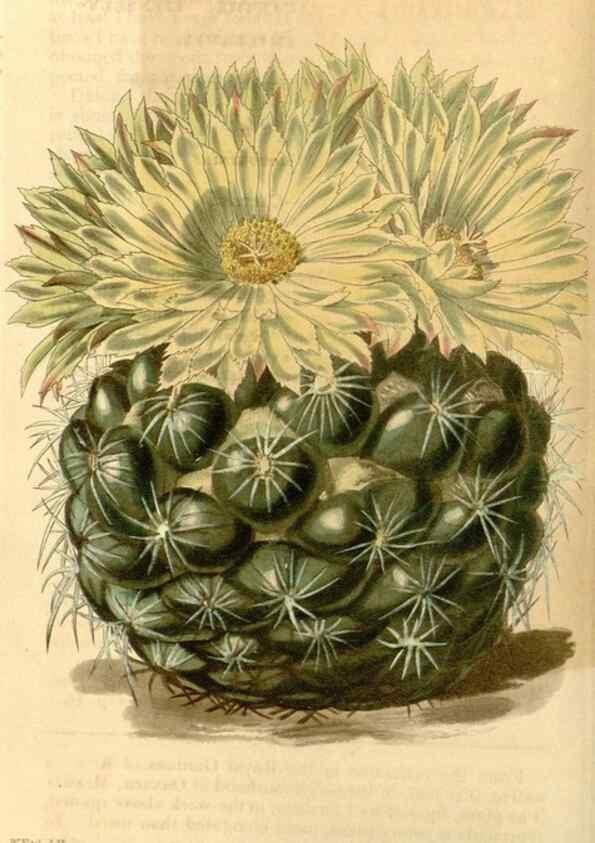 Reproducción/Reproduction 35120254601: Curtis's botanical magazine.. London ; New York [etc.] :Academic Press [etc.]