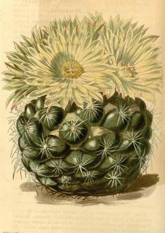 Reproducción/Reproduction 35120254601: Curtis's botanical magazine.. London ; New York [etc.] :Academic Press [etc.]