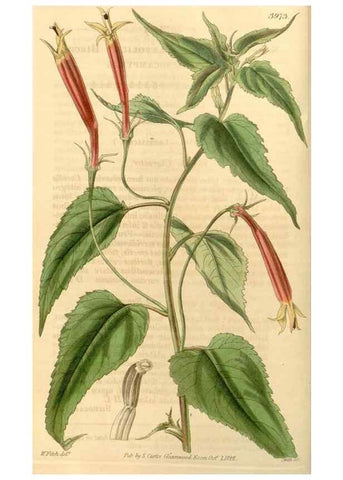 Reproducción/Reproduction 35120257931: Curtis's botanical magazine.. London ; New York [etc.] :Academic Press [etc.]