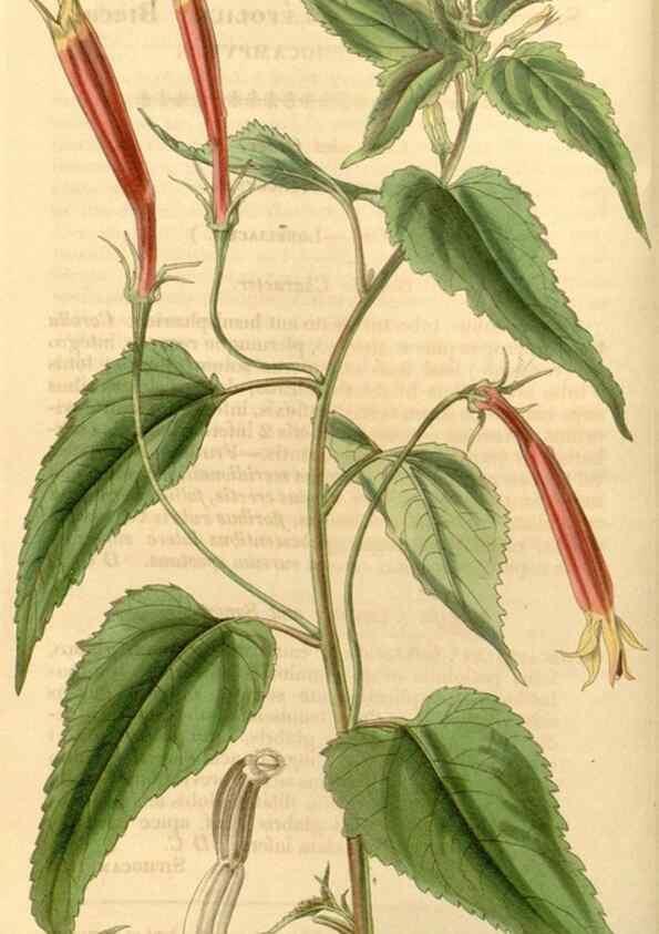 Reproducción/Reproduction 35120257931: Curtis's botanical magazine.. London ; New York [etc.] :Academic Press [etc.]