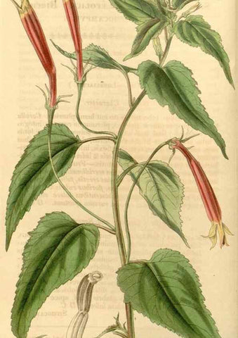 Reproducción/Reproduction 35120257931: Curtis's botanical magazine.. London ; New York [etc.] :Academic Press [etc.]
