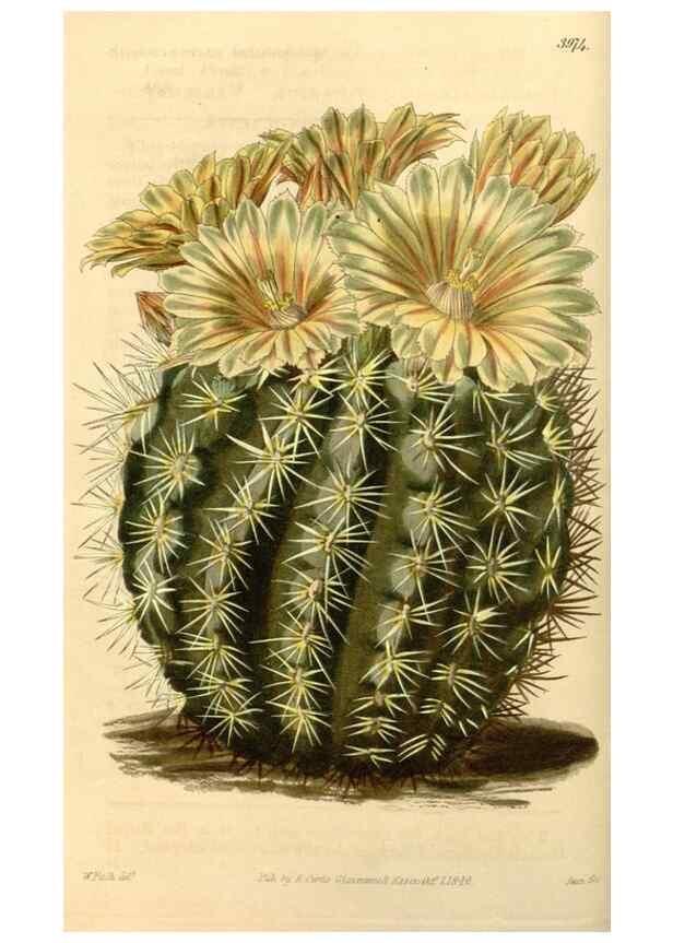 Reproducción/Reproduction 35120261751: Curtis's botanical magazine.. London ; New York [etc.] :Academic Press [etc.]