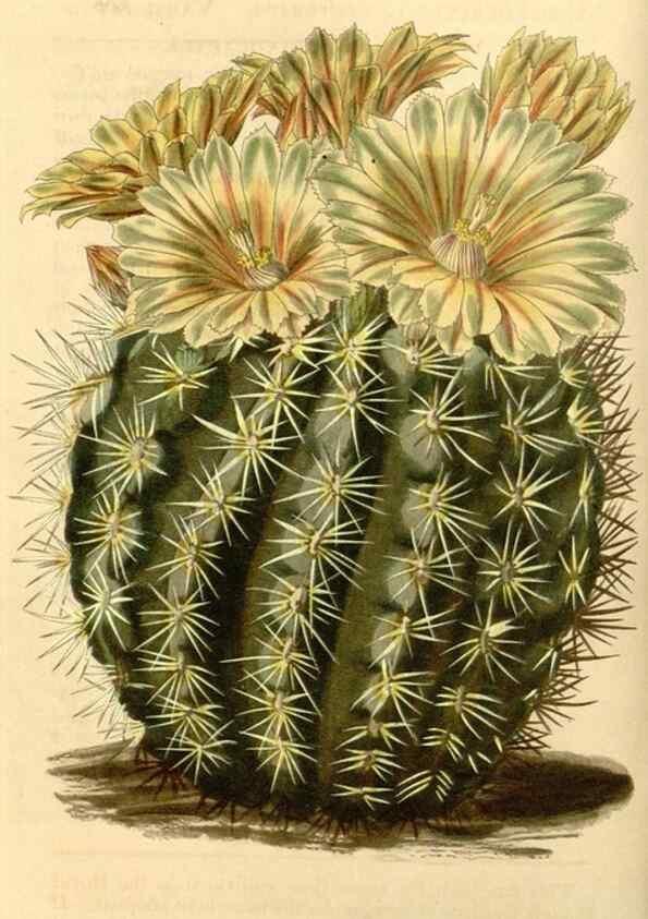 Reproducción/Reproduction 35120261751: Curtis's botanical magazine.. London ; New York [etc.] :Academic Press [etc.]