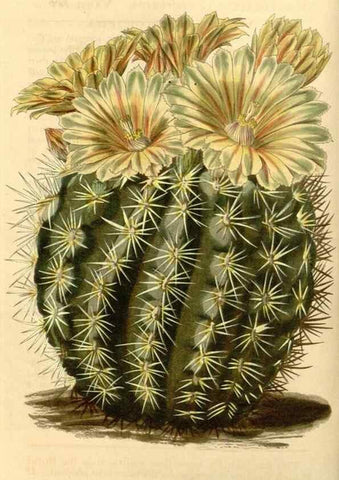 Reproducción/Reproduction 35120261751: Curtis's botanical magazine.. London ; New York [etc.] :Academic Press [etc.]