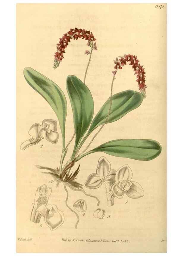 Reproducción/Reproduction 35120267111: Curtis's botanical magazine.. London ; New York [etc.] :Academic Press [etc.]