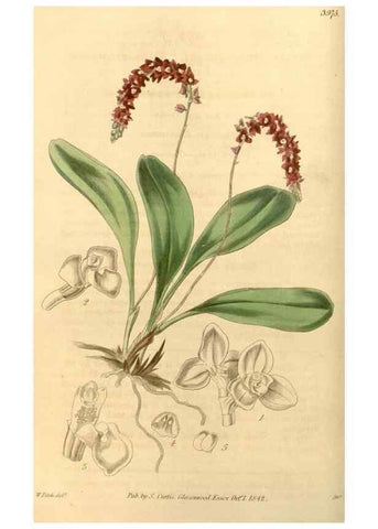 Reproducción/Reproduction 35120267111: Curtis's botanical magazine.. London ; New York [etc.] :Academic Press [etc.]