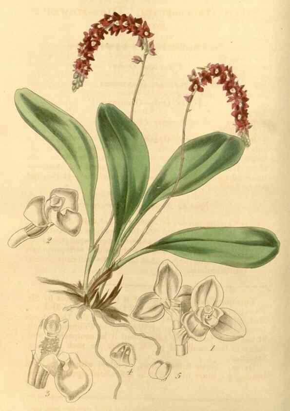 Reproducción/Reproduction 35120267111: Curtis's botanical magazine.. London ; New York [etc.] :Academic Press [etc.]