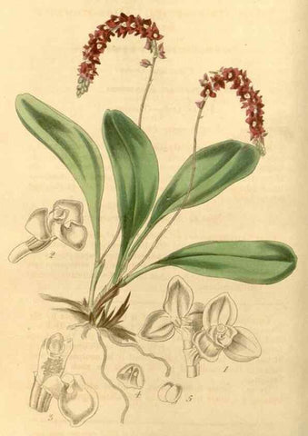 Reproducción/Reproduction 35120267111: Curtis's botanical magazine.. London ; New York [etc.] :Academic Press [etc.]