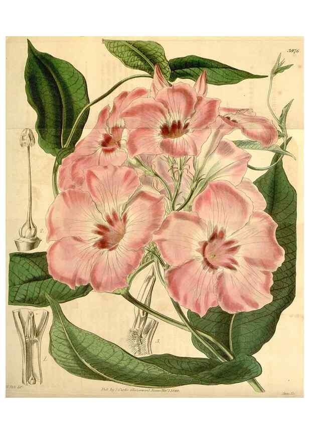 Reproducción/Reproduction 35210166166: Curtis's botanical magazine.. London ; New York [etc.] :Academic Press [etc.]