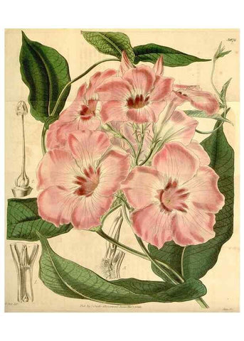 Reproducción/Reproduction 35210166166: Curtis's botanical magazine.. London ; New York [etc.] :Academic Press [etc.]
