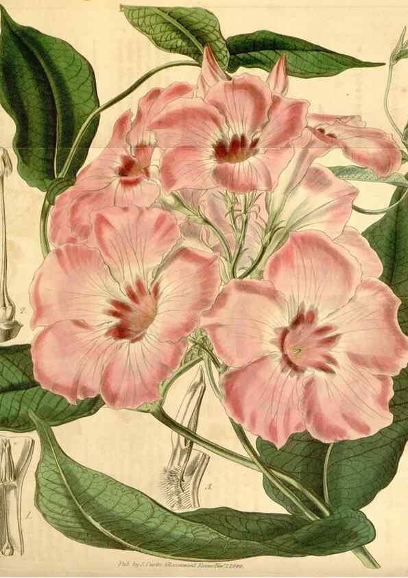 Reproducción/Reproduction 35210166166: Curtis's botanical magazine.. London ; New York [etc.] :Academic Press [etc.]
