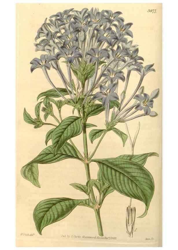 Reproducción/Reproduction 35249927865: Curtis's botanical magazine.. London ; New York [etc.] :Academic Press [etc.]