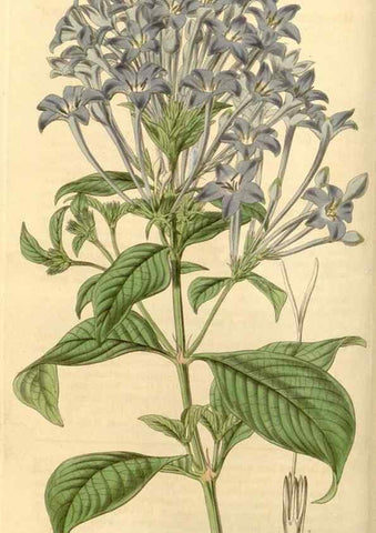 Reproducción/Reproduction 35249927865: Curtis's botanical magazine.. London ; New York [etc.] :Academic Press [etc.]