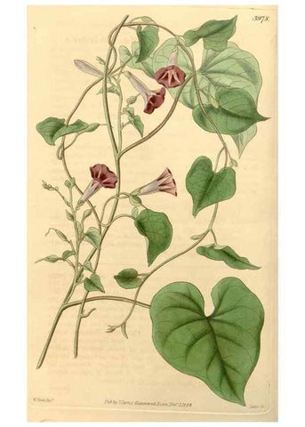 Reproducción/Reproduction 34441062613: Curtis's botanical magazine.. London ; New York [etc.] :Academic Press [etc.]
