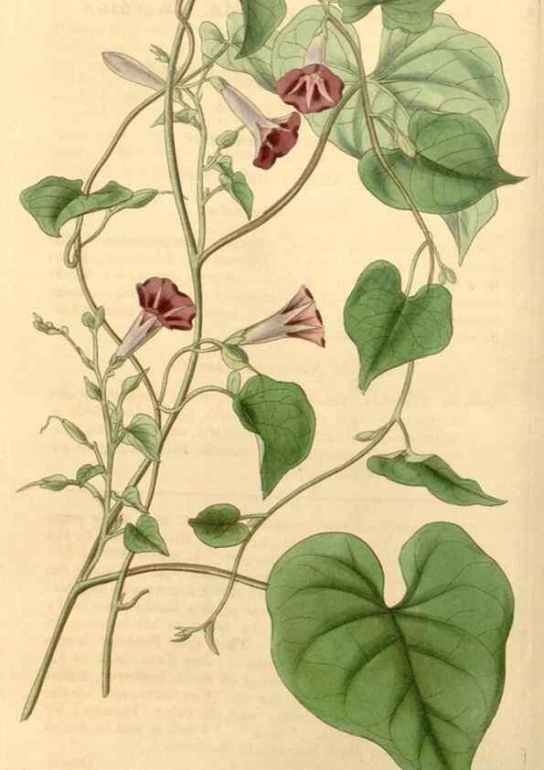 Reproducción/Reproduction 34441062613: Curtis's botanical magazine.. London ; New York [etc.] :Academic Press [etc.]