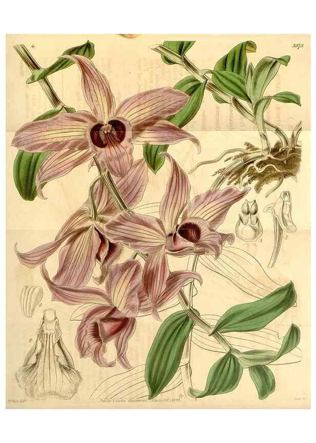 Reproducción/Reproduction 34862953490: Curtis's botanical magazine.. London ; New York [etc.] :Academic Press [etc.]