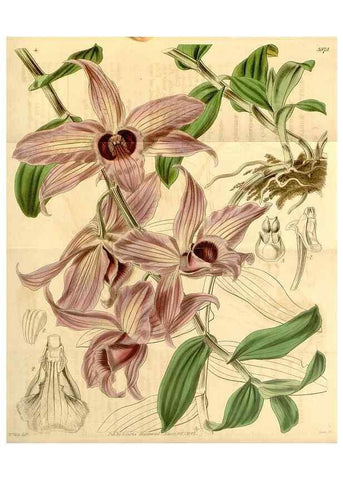 Reproducción/Reproduction 34862953490: Curtis's botanical magazine.. London ; New York [etc.] :Academic Press [etc.]