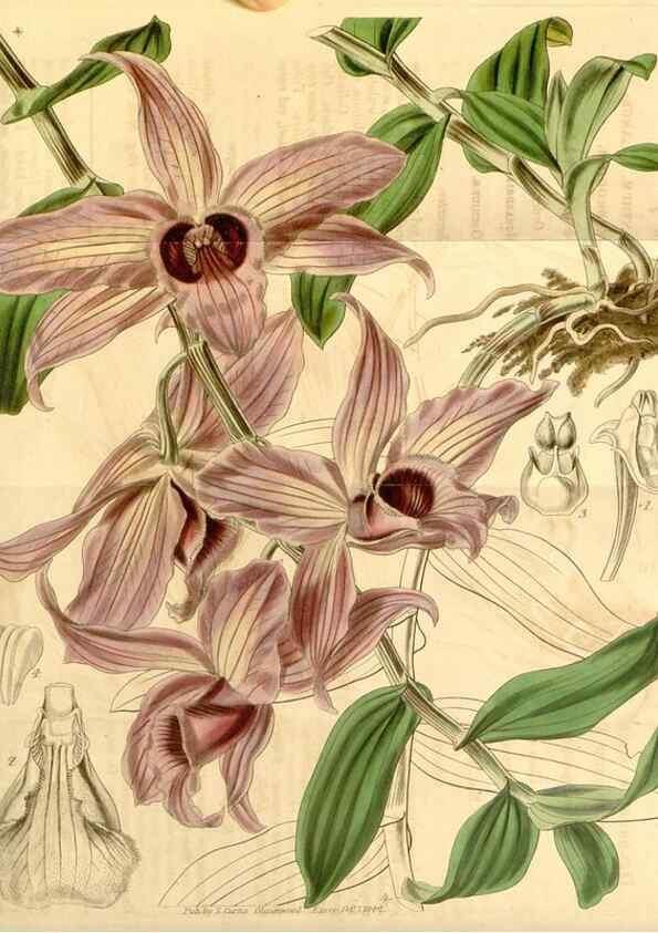 Reproducción/Reproduction 34862953490: Curtis's botanical magazine.. London ; New York [etc.] :Academic Press [etc.]