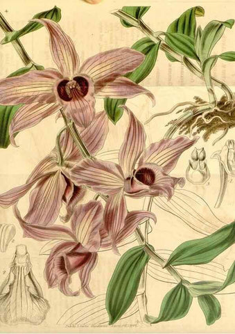 Reproducción/Reproduction 34862953490: Curtis's botanical magazine.. London ; New York [etc.] :Academic Press [etc.]
