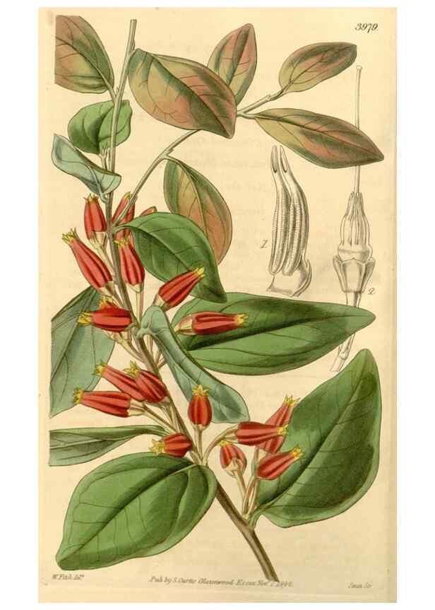 Reproducción/Reproduction 34441065363: Curtis's botanical magazine.. London ; New York [etc.] :Academic Press [etc.]