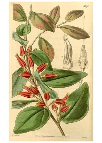 Reproducción/Reproduction 34441065363: Curtis's botanical magazine.. London ; New York [etc.] :Academic Press [etc.]