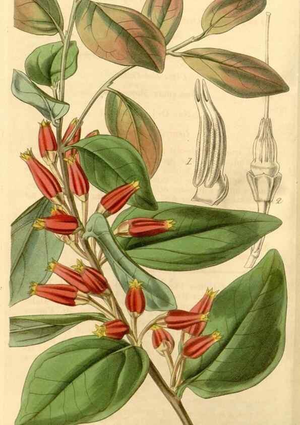 Reproducción/Reproduction 34441065363: Curtis's botanical magazine.. London ; New York [etc.] :Academic Press [etc.]