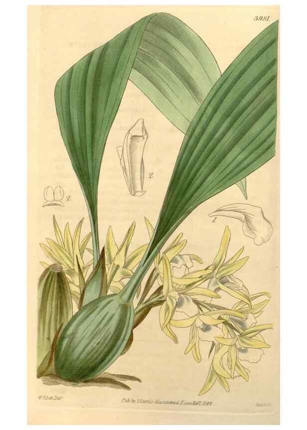 Reproducción/Reproduction 34441074153: Curtis's botanical magazine.. London ; New York [etc.] :Academic Press [etc.]
