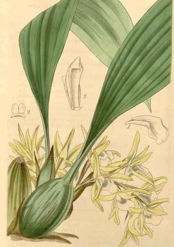 Reproducción/Reproduction 34441074153: Curtis's botanical magazine.. London ; New York [etc.] :Academic Press [etc.]