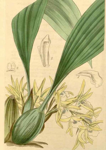 Reproducción/Reproduction 34441074153: Curtis's botanical magazine.. London ; New York [etc.] :Academic Press [etc.]