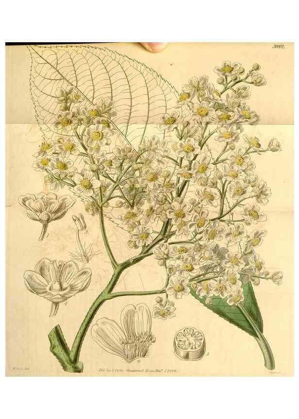 Reproducción/Reproduction 34441077533: Curtis's botanical magazine.. London ; New York [etc.] :Academic Press [etc.]