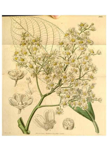 Reproducción/Reproduction 34441077533: Curtis's botanical magazine.. London ; New York [etc.] :Academic Press [etc.]