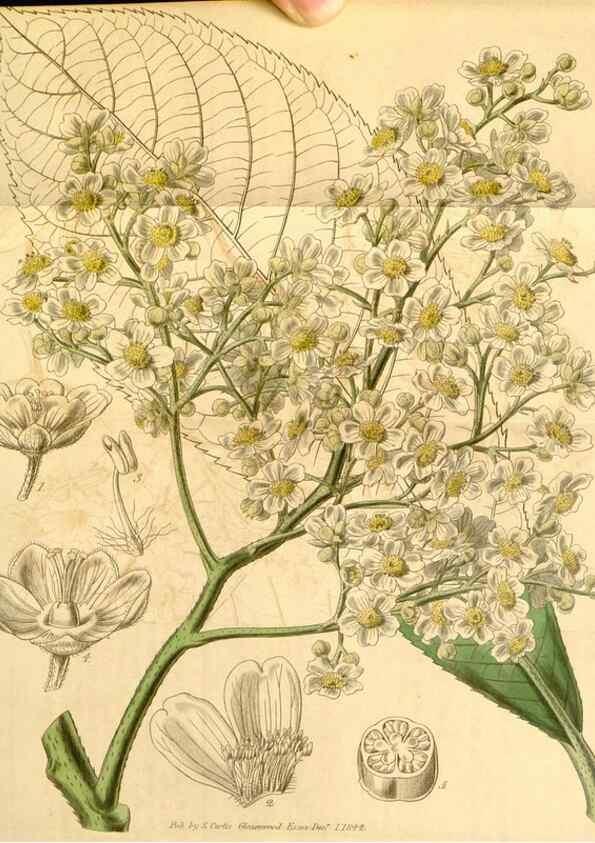 Reproducción/Reproduction 34441077533: Curtis's botanical magazine.. London ; New York [etc.] :Academic Press [etc.]