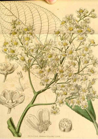 Reproducción/Reproduction 34441077533: Curtis's botanical magazine.. London ; New York [etc.] :Academic Press [etc.]