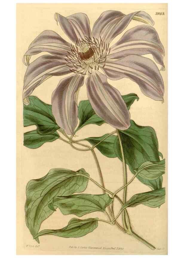 Reproducción/Reproduction 34441080883: Curtis's botanical magazine.. London ; New York [etc.] :Academic Press [etc.]