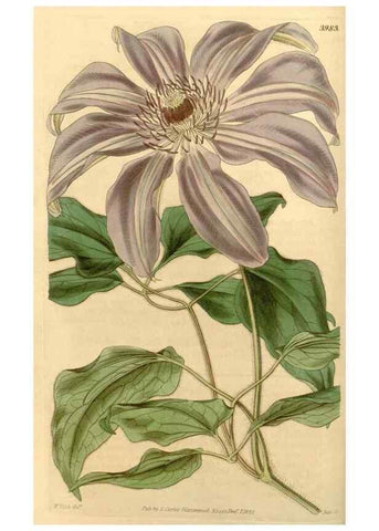 Reproducción/Reproduction 34441080883: Curtis's botanical magazine.. London ; New York [etc.] :Academic Press [etc.]
